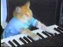 KeyboardCat_thumb.jpg