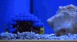 gif-of-a-cool-crab-that-is-wearing-legos-on-his-back