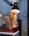 cot light 1682293111931689_thumb.jpg