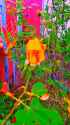 flowers_10_thumb.jpg