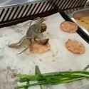 Crab Suicide_thumb.jpg