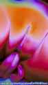 LN_0686_thumb.jpg