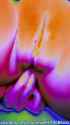 LN_0687_thumb.jpg