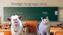Foreign language class [ejpD8Z-yonM]_thumb.jpg