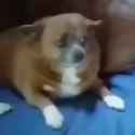1705231788910129_thumb.jpg