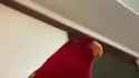 1706479311151894_thumb.jpg