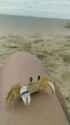 Ghostcrab Clean_thumb.jpg