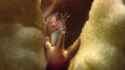 Crown of thorns starfish vs crab_thumb.jpg