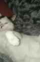 catler_thumb.jpg