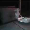 RDT_20240711_053013_thumb.jpg