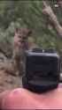 cougar_thumb.jpg