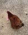 chicken arms_thumb.jpg
