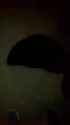 bober_thumb.jpg