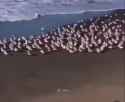 nig birds_thumb.jpg