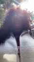 lizzobeeating-20230914_185321_thumb.jpg