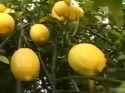 Lemons_thumb.jpg