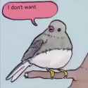 Annoyed Bird FALLOUT 3 VS FALLOUT 76 meme [bILlVGFuuMQ]_thumb.jpg