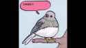 vietnam bird meme [HZQgTYY9RnQ]_thumb.jpg