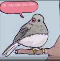 annoyed bird meme：Annoyed of MERICA [mQM1SjrqjQc]_thumb.jpg