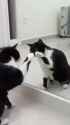 2 Cats 1 Mirror_thumb.jpg