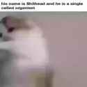 1682153339566781_thumb.jpg