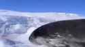 eskimo seal same language_thumb.jpg
