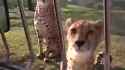 Cheetah Big Kot Meows (audio)_thumb.jpg