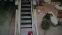 fall down up escalator_thumb.jpg