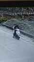 cautious Scooter-1744214975 C0f 26_thumb.jpg