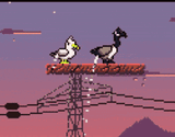 kiopioke-birds