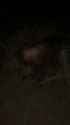 cartel fire execution_thumb.jpg