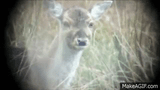 Bambi&#039;s mom