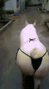 fatpiggything