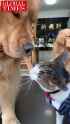 DOGS ENSLAVED_thumb.jpg