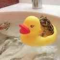 FROGS BOILED ALIVE_thumb.jpg