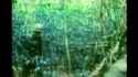 Mark Felton - The Strange Ambush of Team Rock Mat, Vietnam 1970 [zpDnlGT3LxY]_thumb.jpg
