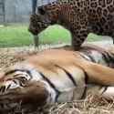 Jaguar &amp; Tiger_thumb.jpg