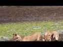 3 Lion Doctors Perform Gender Reassignment Surgery on a Water Buffalo in the Wilds of the African Savannah_thumb.jpg