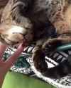 WOMAN SUFFOCATES KITTY_thumb.jpg