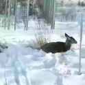 Deer wearing a Bobcat hat_thumb.jpg