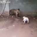 Pitbull vs. Tiger_thumb.jpg