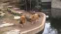 lion fail 2_thumb.jpg
