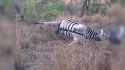 Leaky Zebra_thumb.jpg