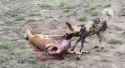The Dingo Ate My Baby_thumb.jpg