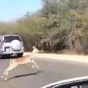 fast cats_thumb.jpg