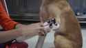 doggoprosthetics_thumb.jpg