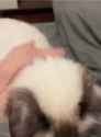 nekorare_thumb.jpg