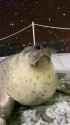 SEAL FROZEN TO DEATH_thumb.jpg