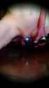 cum2_thumb.jpg