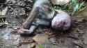 Choke01_2_Monkey choke in forest. Result1_reverse_thumb.jpg